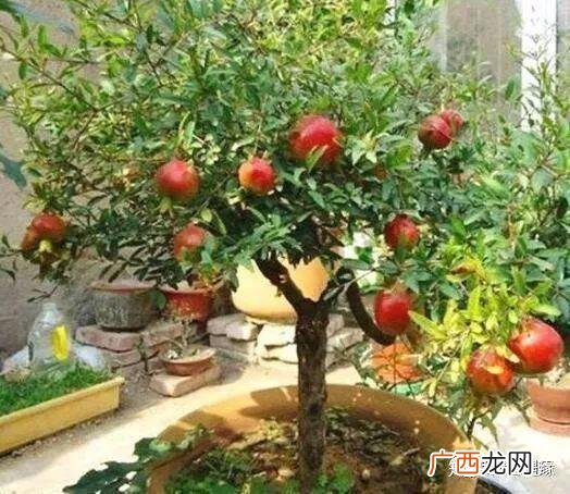 石榴树怎么剪枝,小石榴树怎么剪枝图解？