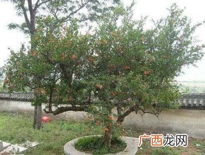 石榴树怎么剪枝,小石榴树怎么剪枝图解？