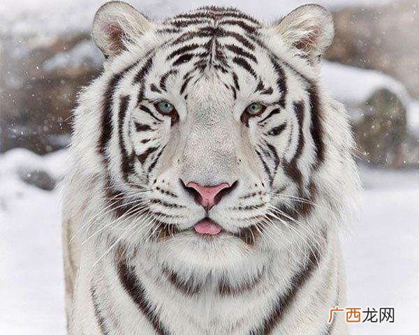 说女生是白色老虎是什么意思,说女人是东北虎是什么意思？