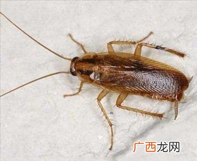 家里有蟑螂怎么办能除根,有什么办法可以消灭蟑螂？