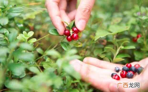 买回家的新鲜的蔓越莓该怎样保存 蔓越莓如何保存