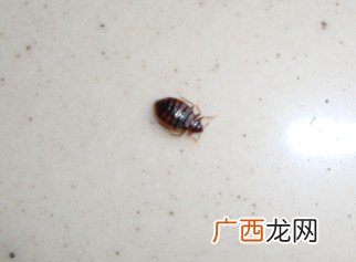 床上一般会有哪些虫子,家里床上有很多这些小虫子，是什么虫子啊，对人体有害吗？怎么办？