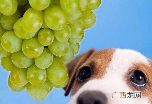 狗狗能不能吃葡萄,狗狗吃了葡萄会怎么样？