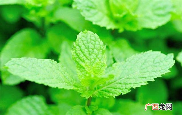薄荷的叶子是什么样的,薄荷叶的种植方式？