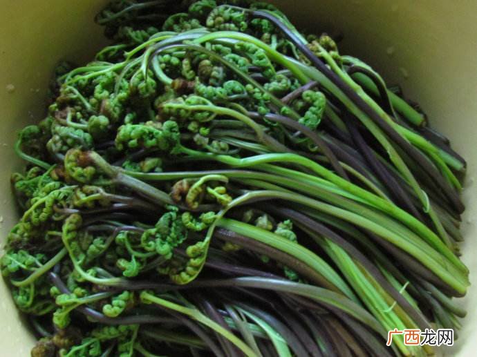 蕨菜蕨菜是什么植物,蕨菜是蔬菜吗？