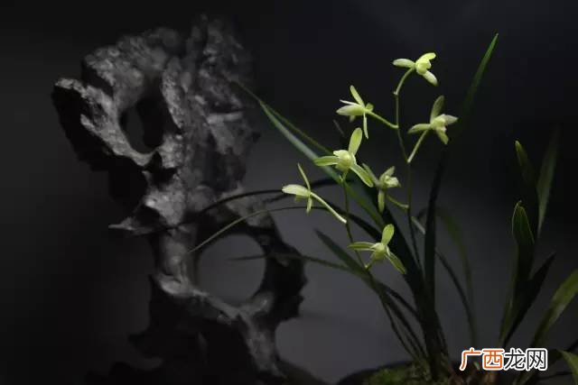 空谷幽兰什么意思,空谷幽兰指的什么兰？