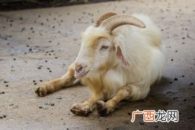 羊反刍是什么意思,反刍动物是什么意思？