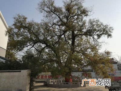 古槐什么时候开花,家里庭院种凤凰木好吗？
