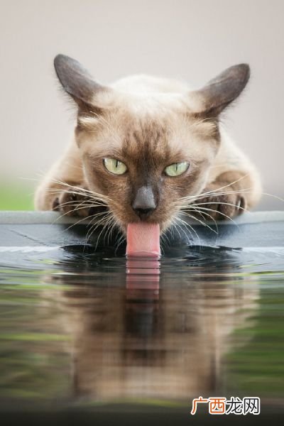 猫可以喝生水吗,猫咪是喝自来水好，还是烧开的水好？