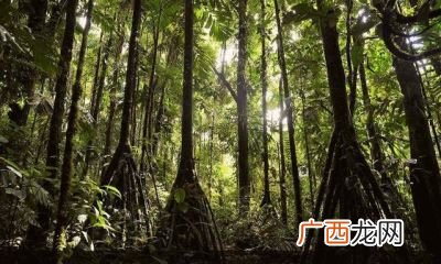 世界上会走路的植物有哪些,有会走路的植物吗？