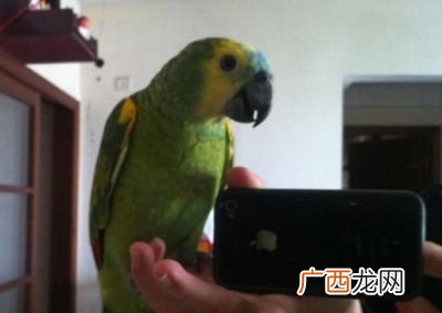怎样教鹦鹉说话,怎么教虎皮鹦鹉说话？