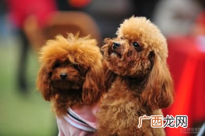 迷你贵宾犬吃什么,10岁贵宾犬饮食注意什么？