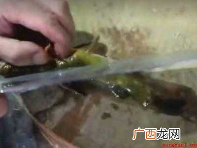 黄骨鱼怎么处理才干净