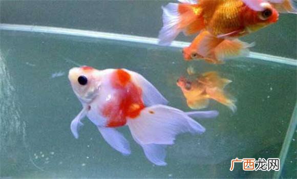 金鱼失鳔了怎么办,金鱼吃饱后失漂是什么原因？