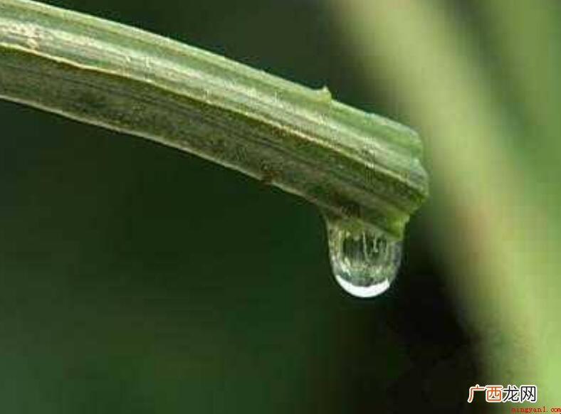 丝瓜水怎么保存_健康频道 丝瓜水怎么保存