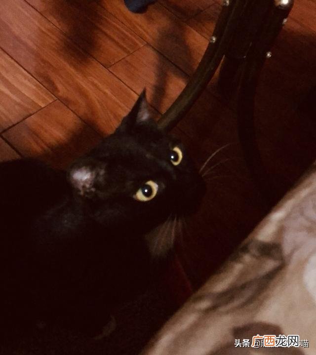 哪种幼猫猫粮好,仙女们，什么牌子的幼猫猫粮性价比比较高啊，求推荐？