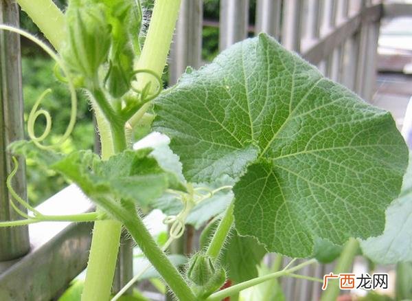 南瓜叶可以吃吗如何做好吃,南瓜叶做凉粉的做法？