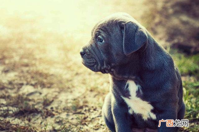 世界上有多少种犬类,狗子种类？