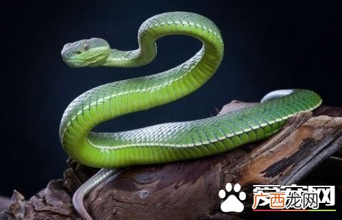 绿色的蛇有几种,三角头绿色蛇是什么蛇？