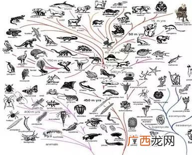 同一物种的概念,举多一些例子来说一下什么是物种和种群？