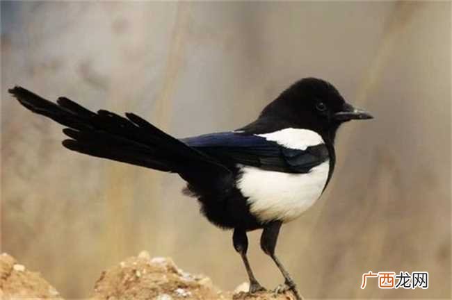 喜鹊登门有什么预兆吗