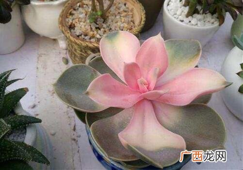 怎样辨别是不是药锦,什么花的叶子和花都是彩色的？