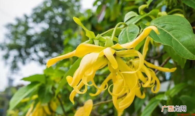 依兰花的花语说是什么