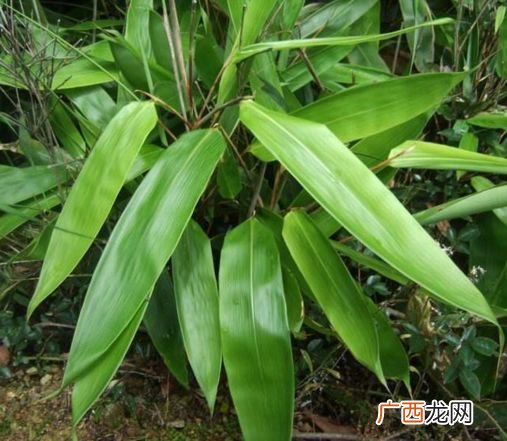 箬竹叶是什么样子的,这是什么植物的叶子，可以包粽子吗？