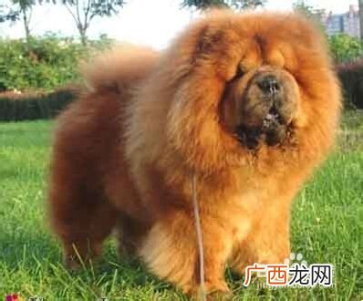 松狮犬是什么,土松狮和松狮区别？