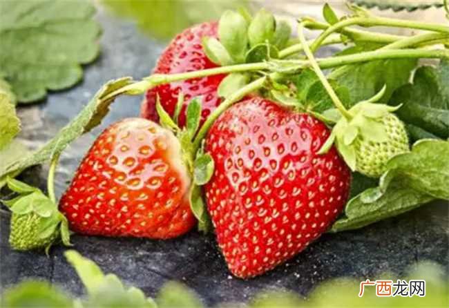 梦见摘草莓被发现梦见了自己 梦到摘草莓被人发现是什么意思