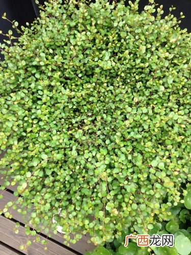 什么叫草本植物,什么叫“多年生草本植物'？