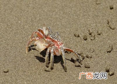 沙蟹怎么养,养沙蟹用什么沙？