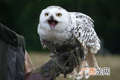 濒危物种红色名录是什么意思,12种濒危动物之一？