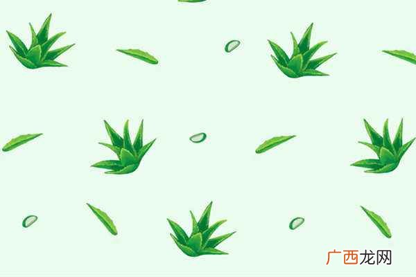 芦荟清肠茶主要功效是什么