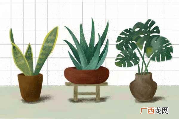 芦荟清肠茶主要功效是什么