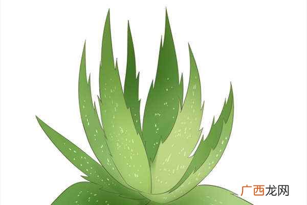 芦荟清肠茶主要功效是什么