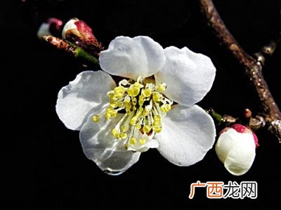 梧桐雨是什么意思,梧桐雨，黄花，雁的意象是什么?意思又是什么?请在给我一些向这样有鲜明感情色彩的意想？