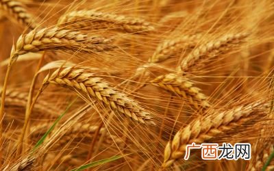 麦子像什么比喻句,绿油油的麦田像什么？