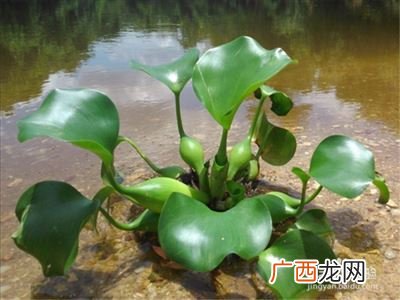 清除水浮莲的好办法,藕塘里的无根萍怎么除去?