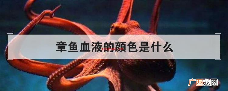 章鱼血液的颜色是什么颜色? 章鱼血液的颜色是什么