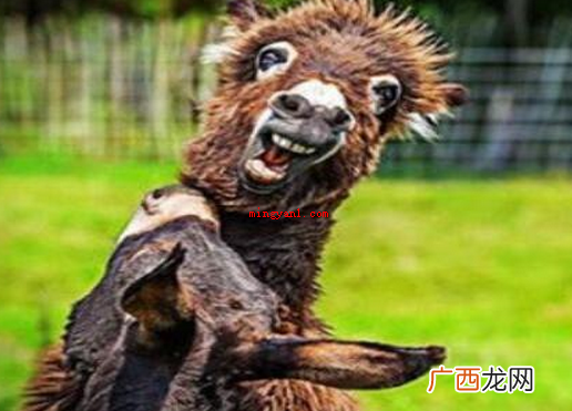 坐我后边的那一个男生,讲话有点儿娘娘腔,我就骂他是半雌雄 30个笑掉大牙的笑话是哪些？