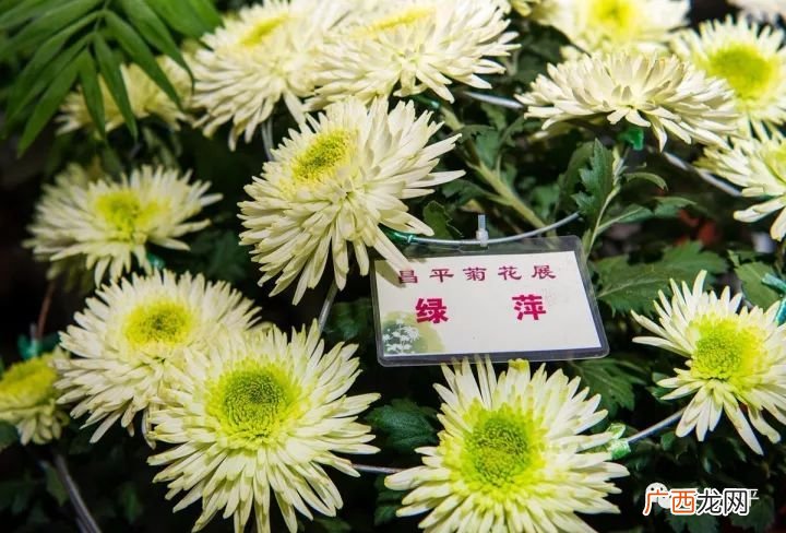菊花的品种有哪些,菊花品种大全介绍？