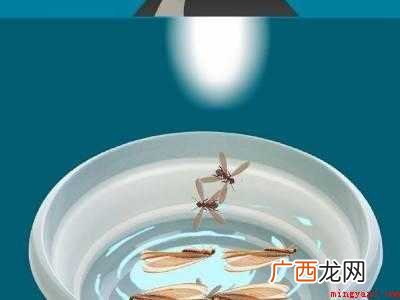 怎么消灭水蚁