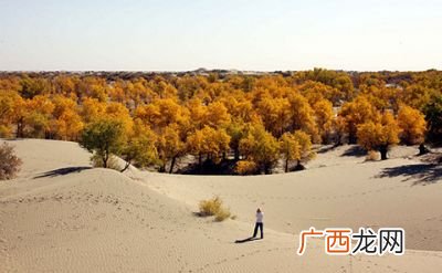 为什么沙漠中种胡杨,额济纳千年胡杨怎么来的？