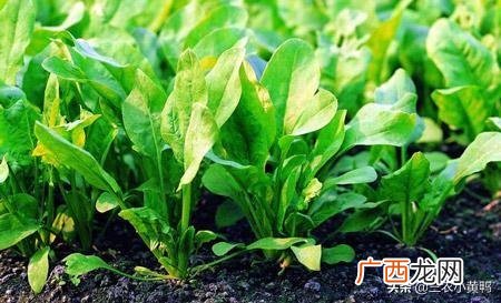 菠菜种植方法,菠菜种植时间和方法？