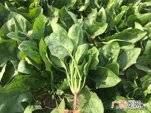 菠菜种植方法,菠菜种植时间和方法？