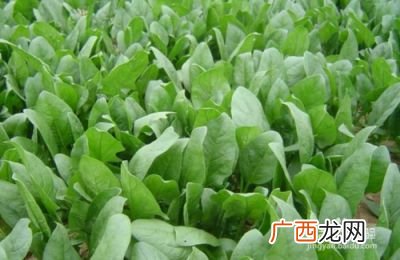 菠菜种植方法,菠菜种植时间和方法？