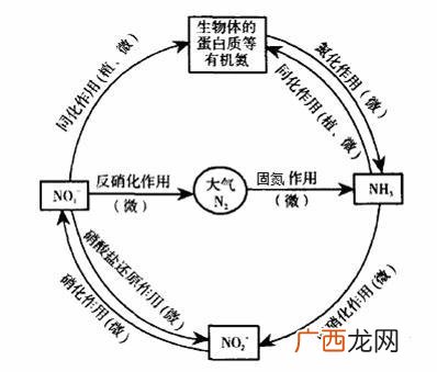 氨氮高是什么引起的,氨氮高原因？