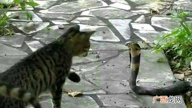 猫和蛇能放在一起煲汤吗,蛇能够吃猫吗？