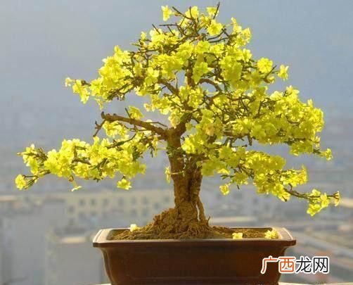 中国十大盆景品种,十大最好石榴盆景品种排名？